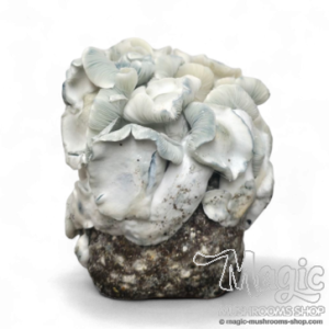 Albino Penis Envy 221 Cloud920® XL Ready-to-grow bag