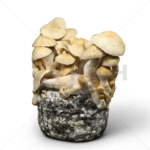 Cascadian Teacher Cloud920® XL Ready-to-grow bag