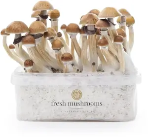 FreshMushrooms Grow Kits