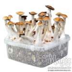 McKennaii Cloud920® Classic XL