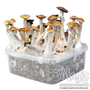 McKennaii Cloud920® Classic XL