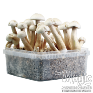Albino Golden Teacher Cloud920® Classic XL