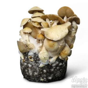 buy Cloud920 Grow Kits