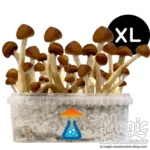 Colombian Magic mushrooms grow kit XL GetMagic