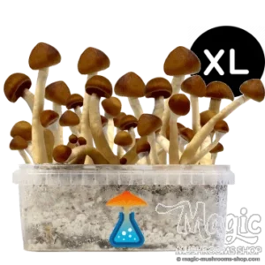 Colombian Magic mushrooms grow kit XL GetMagic