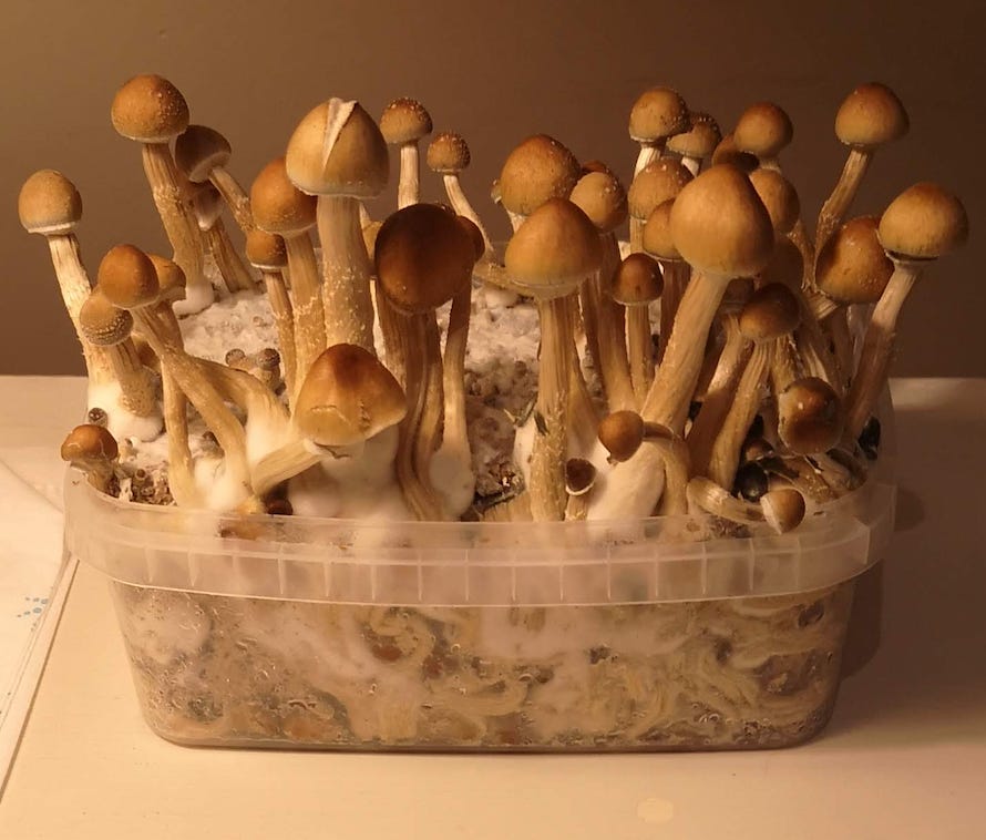magic mushroom grow kit