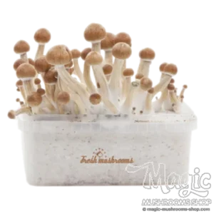 Magic Mushroom Grow Kit Amazon XP by FreshMushrooms®