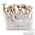 Magic mushroom grow kit Golden Teacher XP by FreshMushrooms®
