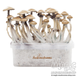 Magic mushroom grow kit Golden Teacher XP by FreshMushrooms®