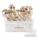 Magic mushroom grow kit McKennaii XP by FreshMushrooms®