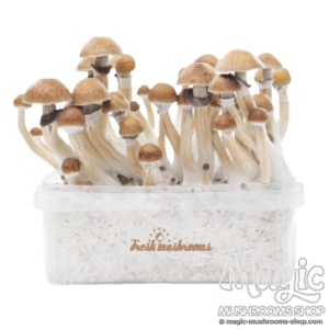 Magic mushroom grow kit McKennaii XP by FreshMushrooms®