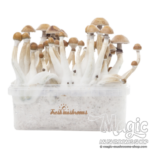 Fresh Mushrooms® Magic Mushroom Grow Kit Mexican XP