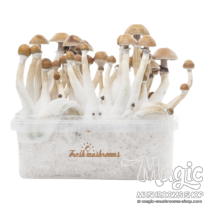 Fresh Mushrooms® Magic Mushroom Grow Kit Mexican XP