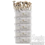 Magic Mushroom Grow Kits 5 package deal by FreshMushrooms®