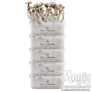 Magic Mushroom Grow Kits 5 package deal by FreshMushrooms®