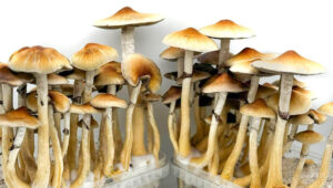 magic mushroom grow kits