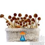 Mazatapec Magic mushrooms grow kit GetMagic