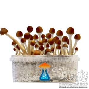 Mazatapec Magic mushrooms grow kit GetMagic
