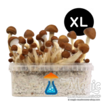 Mexican Magic mushrooms grow kit XL GetMagic