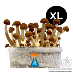 Thai Magic mushrooms grow kit XL GetMagic