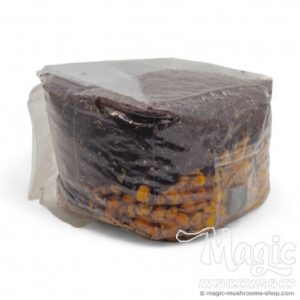 All-in-One Mushroom Grow Bag: Injectable grow kit