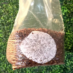 Sterile 3 lb Grain Spawn Bag for Mushroom Cultivation